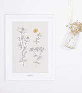 CHAMOMILE - Affiche enfant - Fleurs des champs